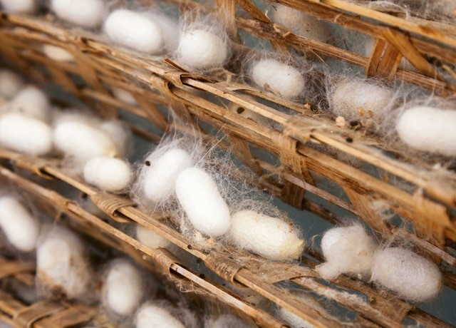 Silk Cocoons